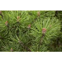 Pinus mugo Mops 3xv mB 25- 30 cm