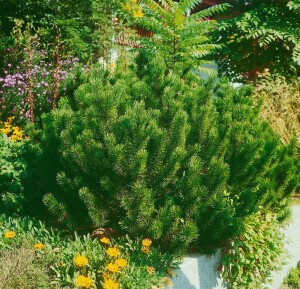 Pinus mugo mughus TB 13