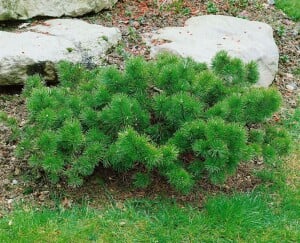 Pinus mugo mughus TB 13