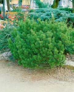 Pinus mugo mughus TB 13