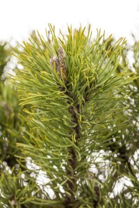 Pinus mugo mughus TB 13