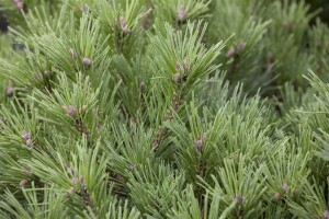 Pinus mugo mughus TB 13