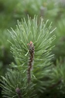 Pinus mugo mughus TB 13