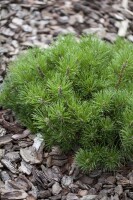 Pinus mugo mughus TB 13