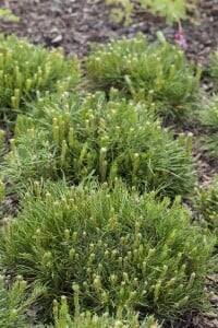 Pinus mugo mughus mB 60- 80 cm