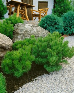 Pinus mugo mughus mB 60- 80 cm