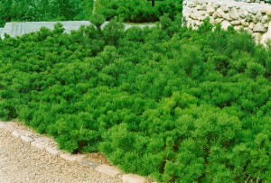 Pinus mugo mughus mB 60- 80 cm