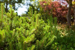 Pinus mugo mughus mB 60- 80 cm