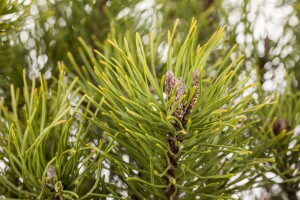 Pinus mugo mughus mB 60- 80 cm