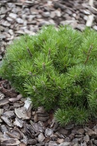 Pinus mugo mughus mB 60- 80 cm