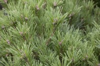 Pinus mugo mughus mB 80- 100 cm