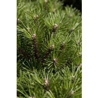 Pinus mugo Noack 15- 20 cm
