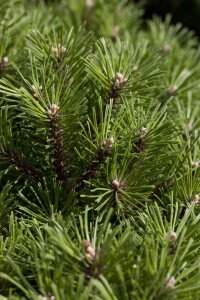 Pinus mugo Noack 25- 30 cm