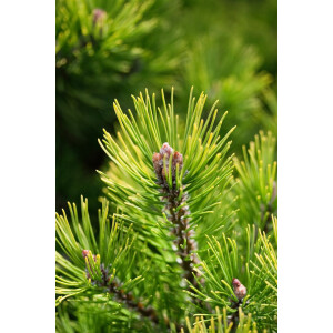 Pinus mugo Ophir 4xv mb 40-50 cm