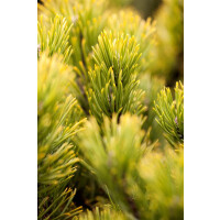 Pinus mugo Ophir 4xv mb 50-60 cm