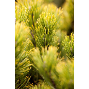 Pinus mugo Ophir 5xv mDb 60-80