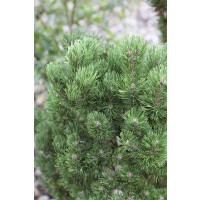 Pinus mugo Picobello 2xv mB 25- 30 cm