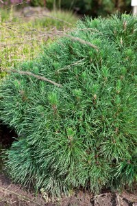 Pinus mugo Varella 9 cm Topf - Höhe variiert *ab Mai 2022