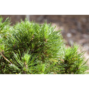 Pinus mugo Varella 9 cm Topf - Höhe variiert *ab Mai...