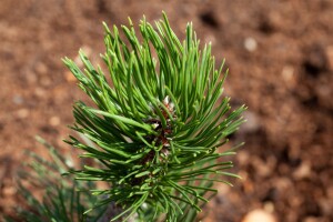 Pinus mugo Varella 9 cm Topf - Höhe variiert *ab Mai 2022