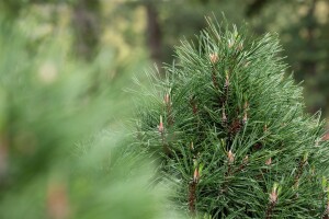 Pinus mugo Varella 9 cm Topf - Höhe variiert *ab Mai 2022