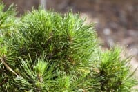 Pinus mugo Varella 9 cm Topf - Höhe variiert *ab Mai 2022