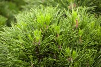 Pinus mugo Varella 9 cm Topf - Höhe variiert *ab Mai 2022