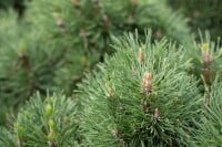 Pinus mugo Varella 9 cm Topf - Höhe variiert *ab Mai 2022