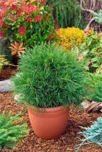 Pinus mugo Varella 15-20 cm