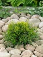 Pinus mugo Varella 15-20 cm