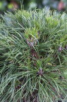 Pinus mugo Varella 15-20 cm