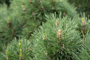 Pinus mugo Varella 20- 25 cm