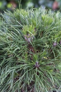 Pinus mugo Varella mB 25- 30 cm