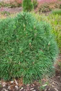 Pinus mugo Varella mehrjährig Stammhöhe 60 cm + Krone