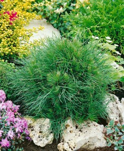 Pinus mugo Varella mehrjährig Stammhöhe 60 cm + Krone