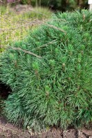 Pinus mugo Varella mehrjährig Stammhöhe 60 cm + Krone