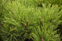 Pinus mugo Wintergold mB 25- 30 cm