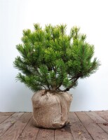 Pinus mugo Wintergold 3xv mB 40- 50 cm