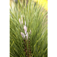 Pinus nigra Green Tower 2xv mb 40-50 cm