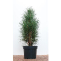 Pinus nigra Green Tower 50- 60 cm