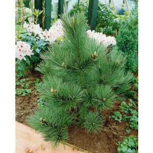 Pinus nigra Kleiner Turm 40- 60 cm Dekortopf 40-50