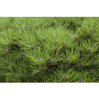 Pinus nigra Marie Bregeon  C4 20-25