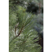 Pinus nigra Nana 3xv 30- 40 cm