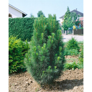 Pinus nigra Obelisk 60- 70 cm
