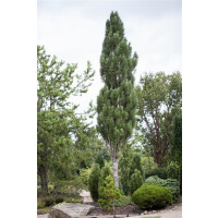 Pinus nigra Obelisk C7,5 70-80