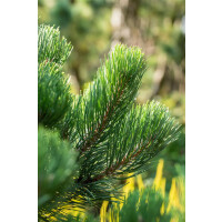 Pinus nigra Oregon Green 30- 40 cm