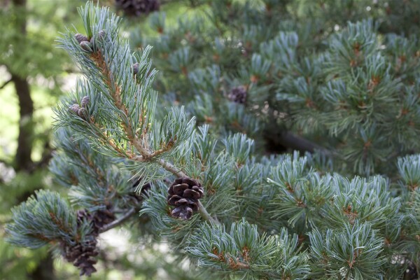 Pinus parviflora Glauca 9 cm Topf - Höhe variiert *ab Mai 2022