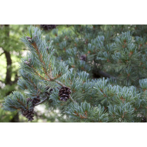 Pinus parviflora Glauca 9 cm Topf - Höhe variiert...