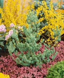 Pinus parviflora Glauca 9 cm Topf - Höhe variiert *ab Mai 2022