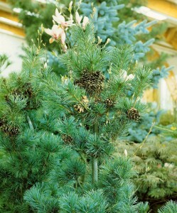 Pinus parviflora Glauca 9 cm Topf - Höhe variiert *ab Mai 2022